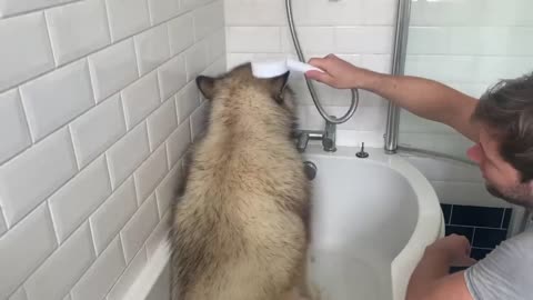 Giant Sulking Dog Hates Bath Time But Baby Helps Him (Cutest Duo EVER!!)-7