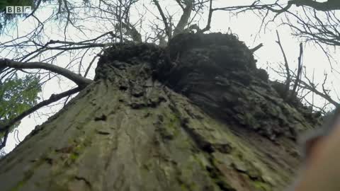 Sneaky Squirrels Steal Acorns | Spy In The Wild | BBC Earth