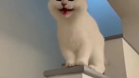 Cute Cat smile