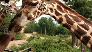 Giraffes feeding in Everland