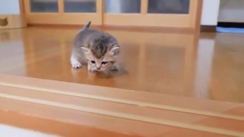 The kitten approaching the daddy cat to play with him was so cute