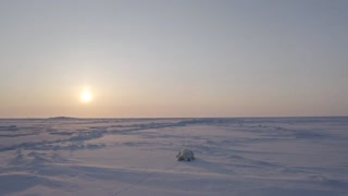 Polar bear on the Yamal Peninsula
