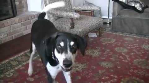 Dad Tells Dog He Bought A Kitten. Internet Can’t Stop Laughing At Dog’s Comeback!