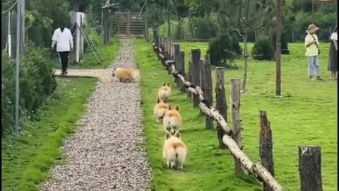 Cute Puppy Wiggly Butts