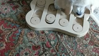 Puppy learning a new game