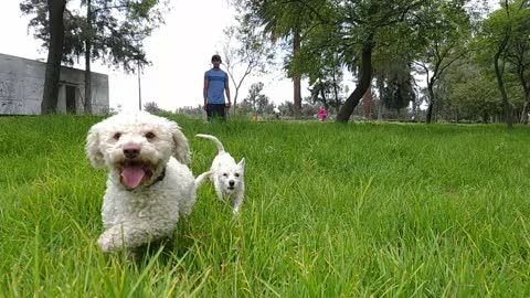 Very cute puppy walking on green grass