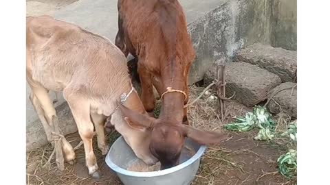 So sweet little cow child eating short video
