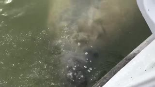 Manatee Drinking Fresh Water