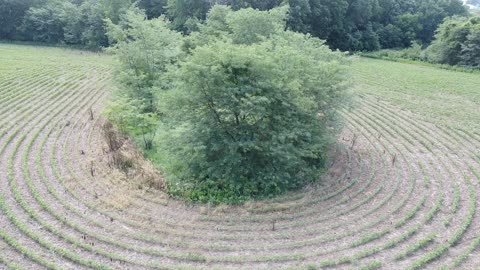 Tree in pasture