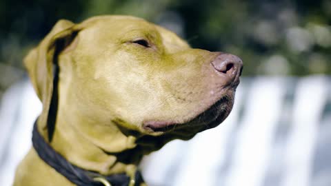 A yellow dog lies leisurely on the chair