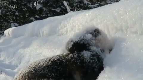 Excited to see the snow rabbit