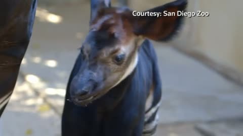 San Diego Zoo welcomes newborn Okapi calf