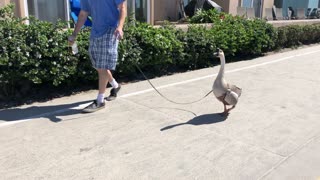 Taking a Goose for a Walk