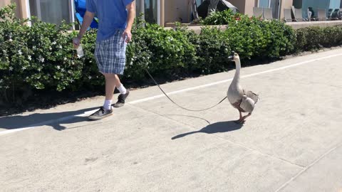 Taking a Goose for a Walk