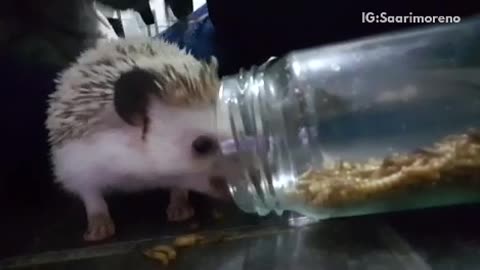 Hedgehog is eating worms from a glass jar