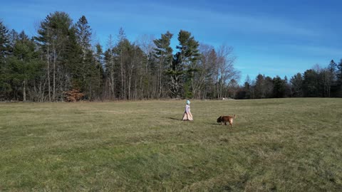 Golden Retriever Playing Fetch