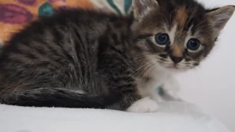 Cute Baby Kitten meows because Mama Cat is not there