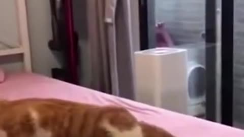 Animal Antics with The Everyday Escape: Try Not To Laugh!