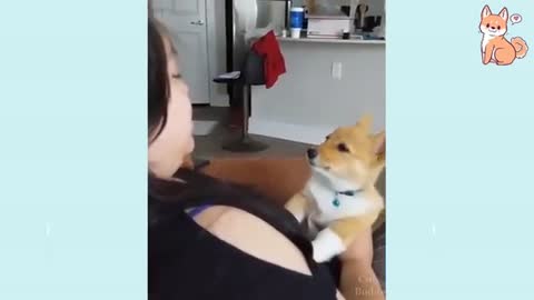 Funny dogs video 🤣🤣