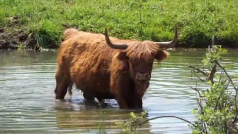 Baby cow play with camera. Very nice moment