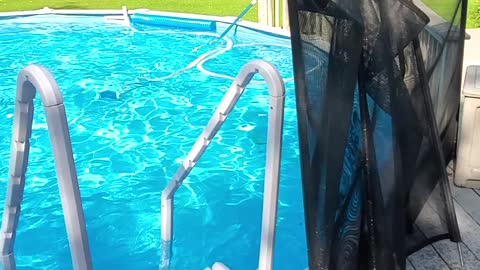 Puppy Learns How to Use a Pool Noodle