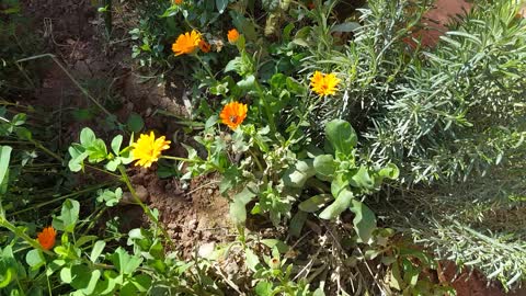 beautiful flowers in sunny day