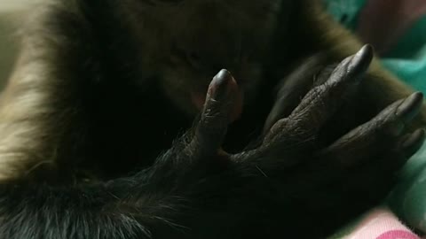 Sleepy Capuchin monkey is fascinated by his own hands