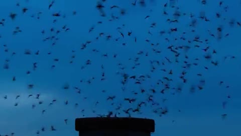 13,000 swallows go into a chimney and hide from view
