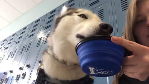 A Day In My Life // High School with a Service Dog