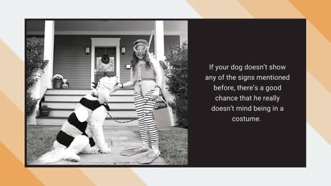 Dog Halloween Costumes 2021: Before Choosing One of Them Be Sure Your Dog Will Be Happy to Wear It!