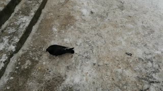A pigeon walks by the stairs and bites something.