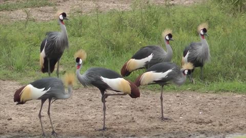 10 Most Beautiful Birds on Planet Earth