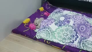 Tiny Dog, Big Bed