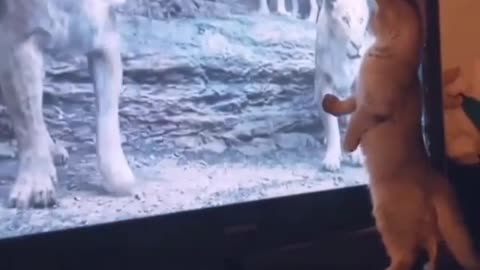 Funny cat is afraid of lions on television