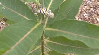 Monarch Butterfly Caterpillars