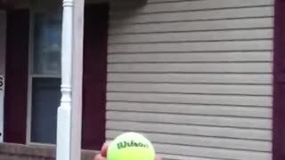 Attempted to throw a ball at a wasp nest
