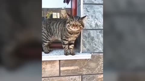 OMG Talking cat, Best funny video, Funny Animal Life