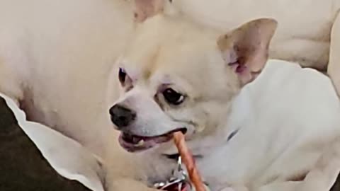 Dobby found a rawhide stick