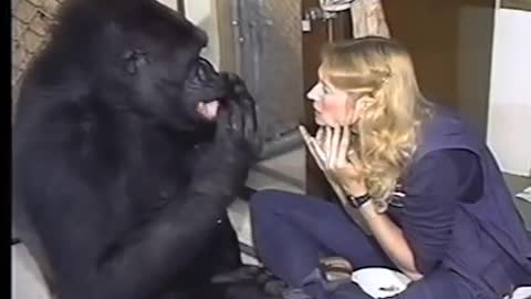 HAVE YOU SEEN A TALKING GORILLA??
