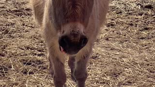 Misty licking her donkey lips