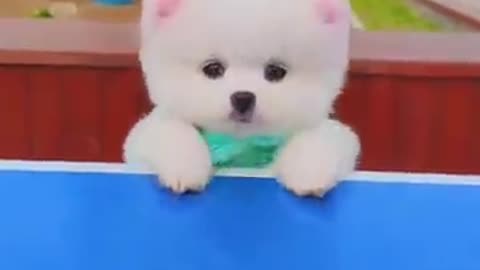 Cute and funny pet