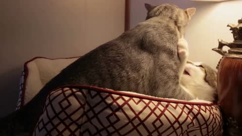 Tabby cat annoys and wrestles with his brother cat in bed at night