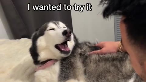 Husky Tried To EAT Her FLUFF!