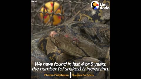 Thousands of Snakes Invade Houses in Bangkok - This Guy Is Trying To Save Them | The Dodo