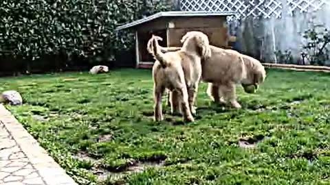 Golden Retriever Puppies cuteness alert