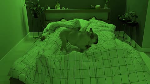 What Sleeping With Two French Bulldogs With FUNNY Sleeping Habits Looks Like