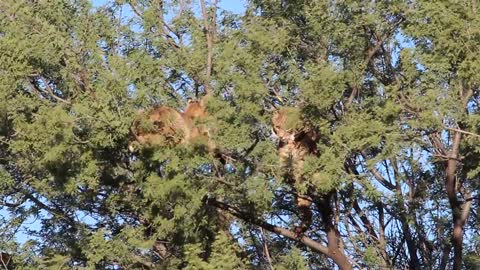 Bobcat vs Bobcat