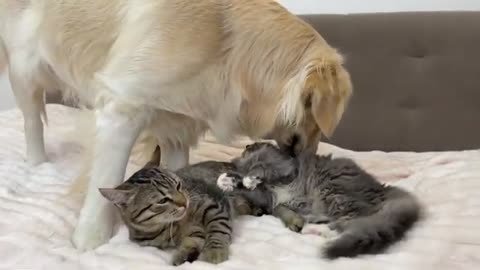 Two Cats in Love Hint to a Golden Retriever that He is An Extra Third [Try Not to Laugh]