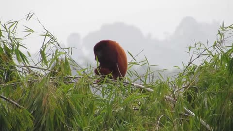 fauna,howler monkey,mono,wild animal,colombia , video