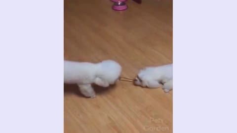 Two dogs are playing with each other very FUNNY video.